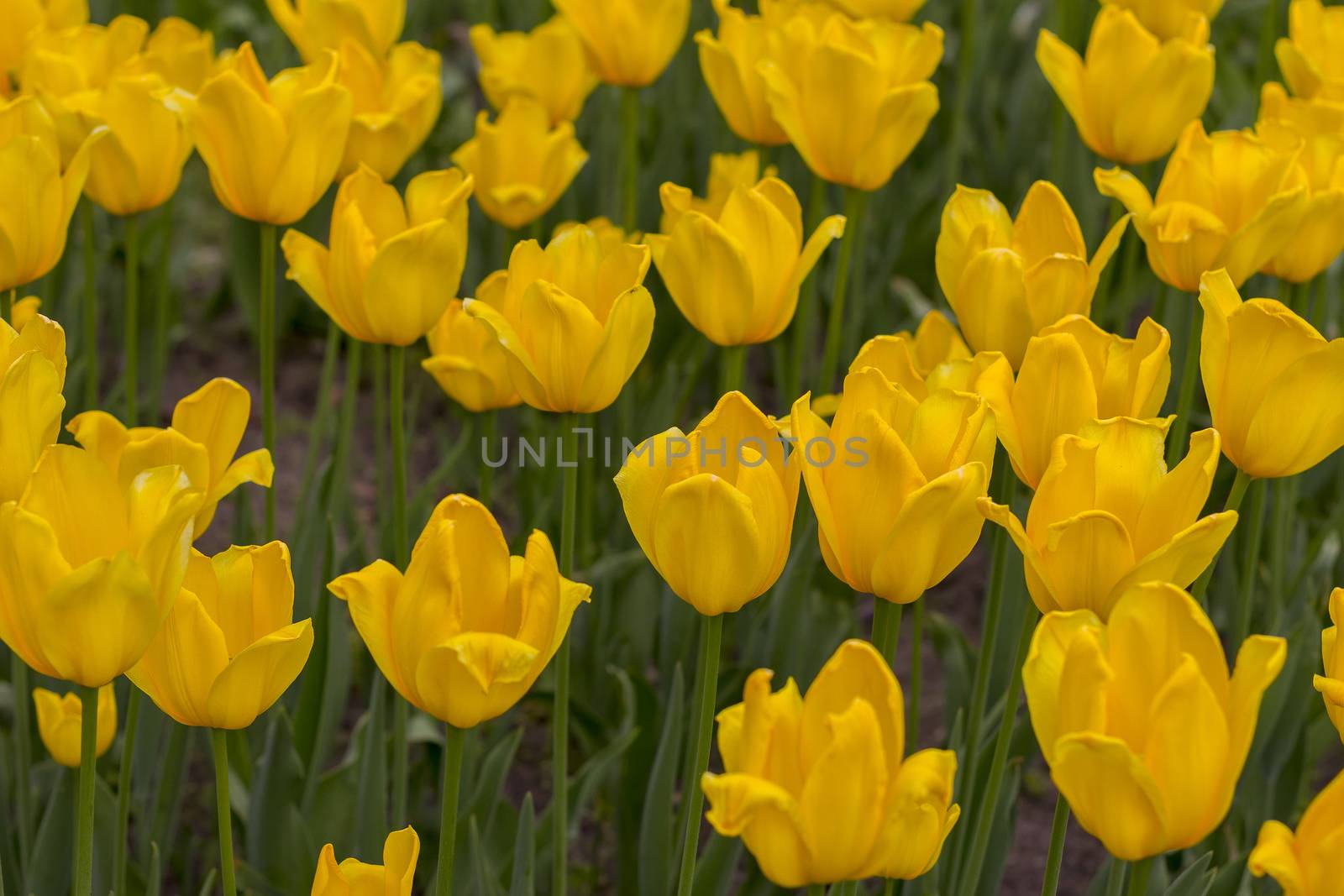 Beauty blooming yellow tulips in the spring.Close