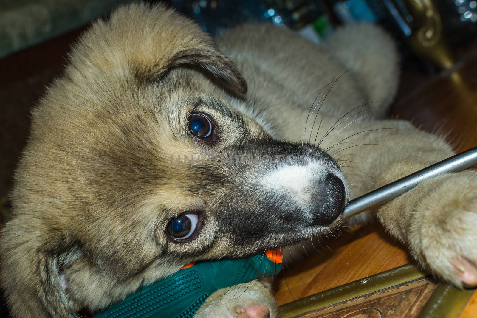 puppy playing with a screwdriver most likely wants to help with the repair