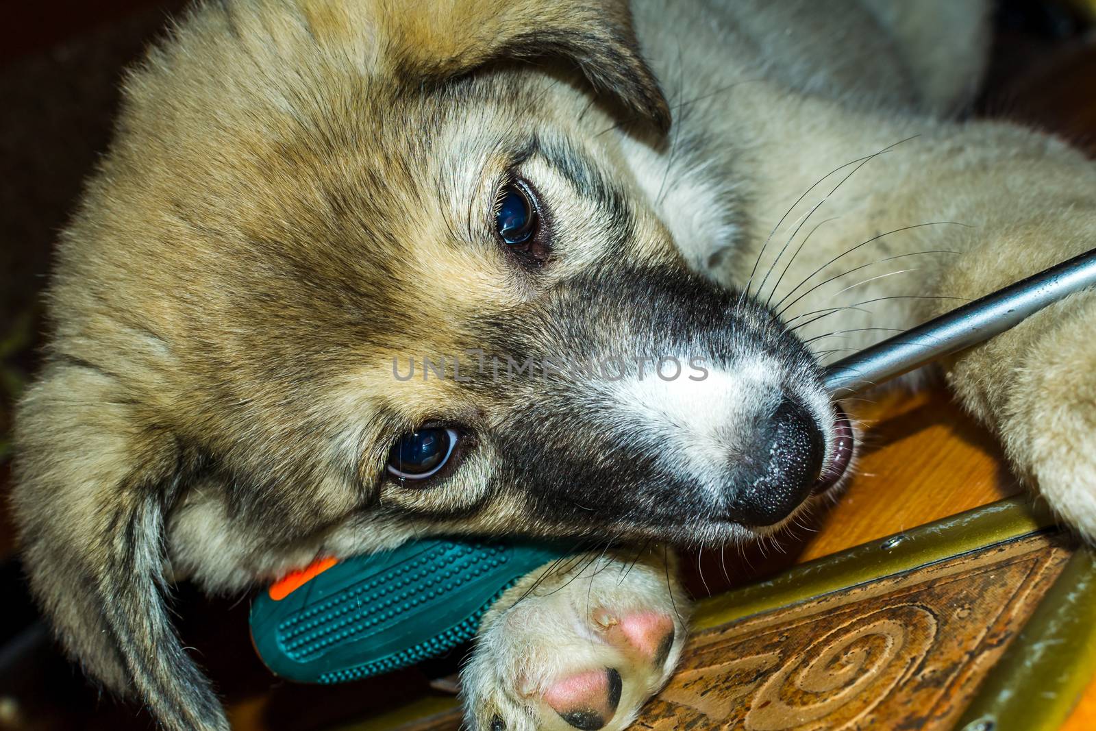 puppy playing with a screwdriver most likely wants to help with the repair