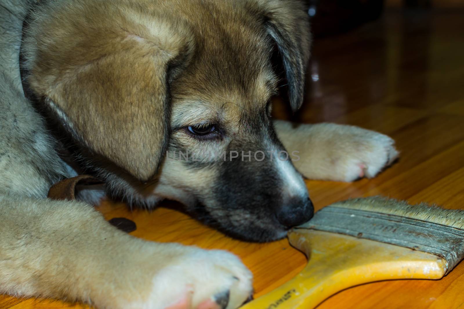 puppy playing with a screwdriver most likely wants to help with the repair