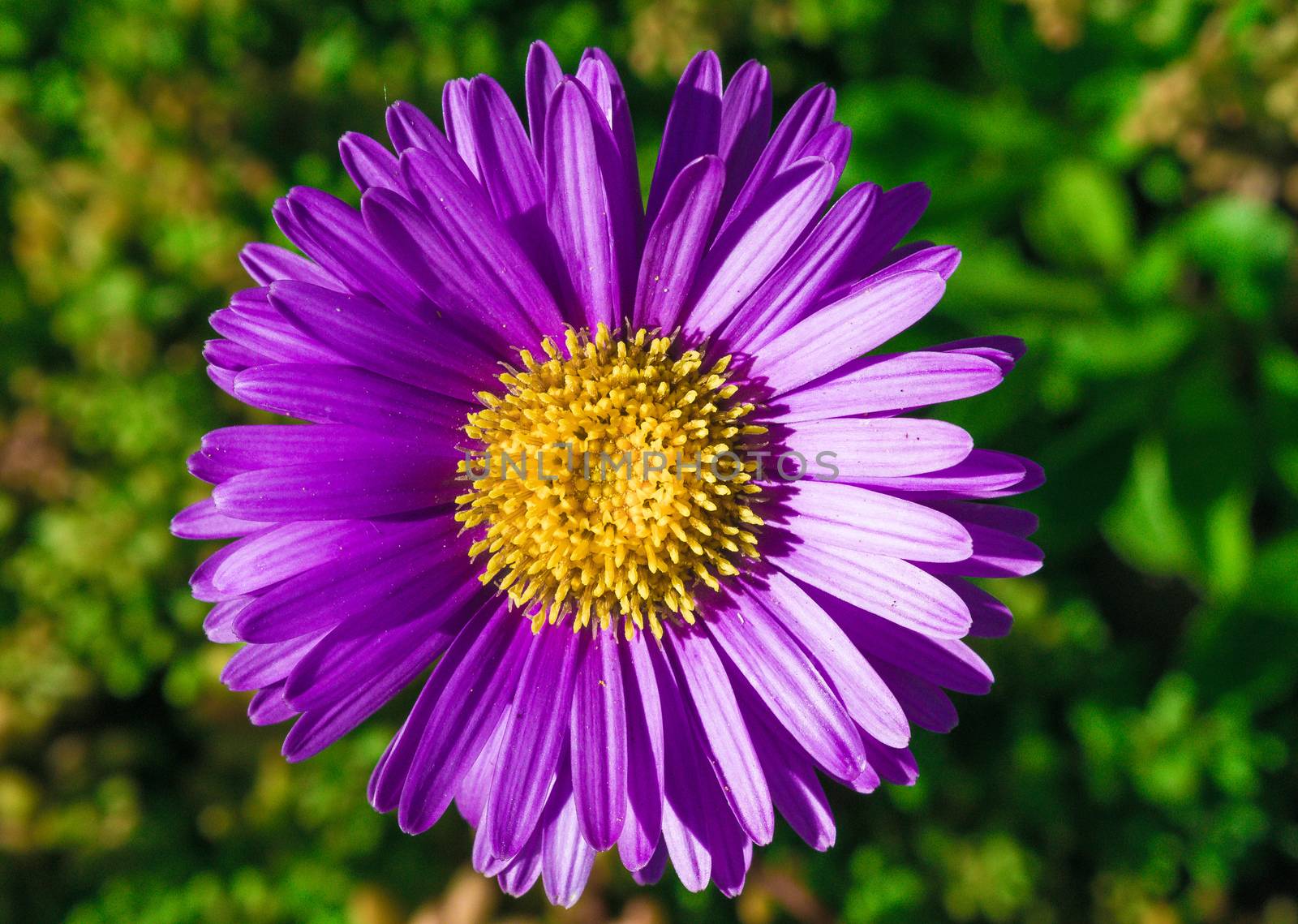 bright colorful flowers nature floral Paradise bright colors