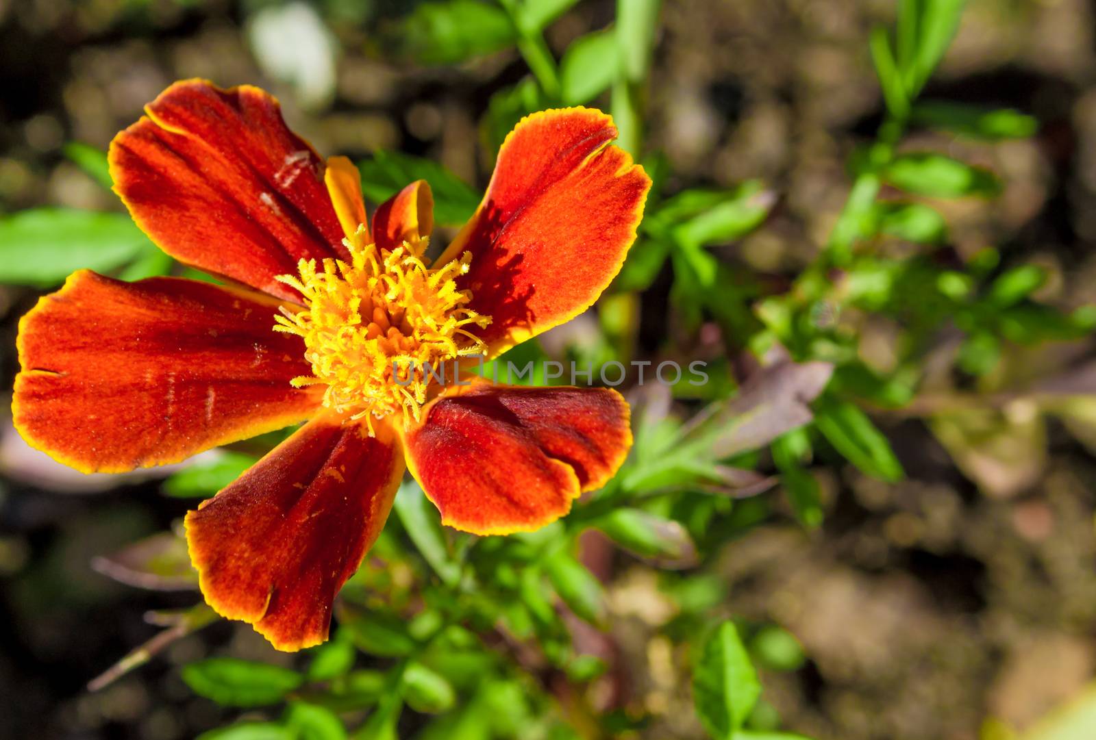 bright colorful flowers nature floral Paradise bright colors