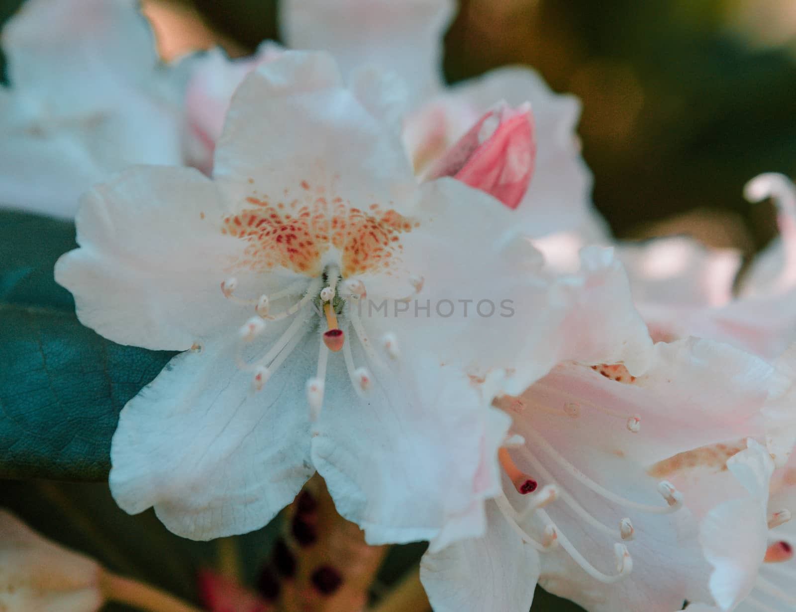 bright colorful flowers nature floral Paradise bright colors