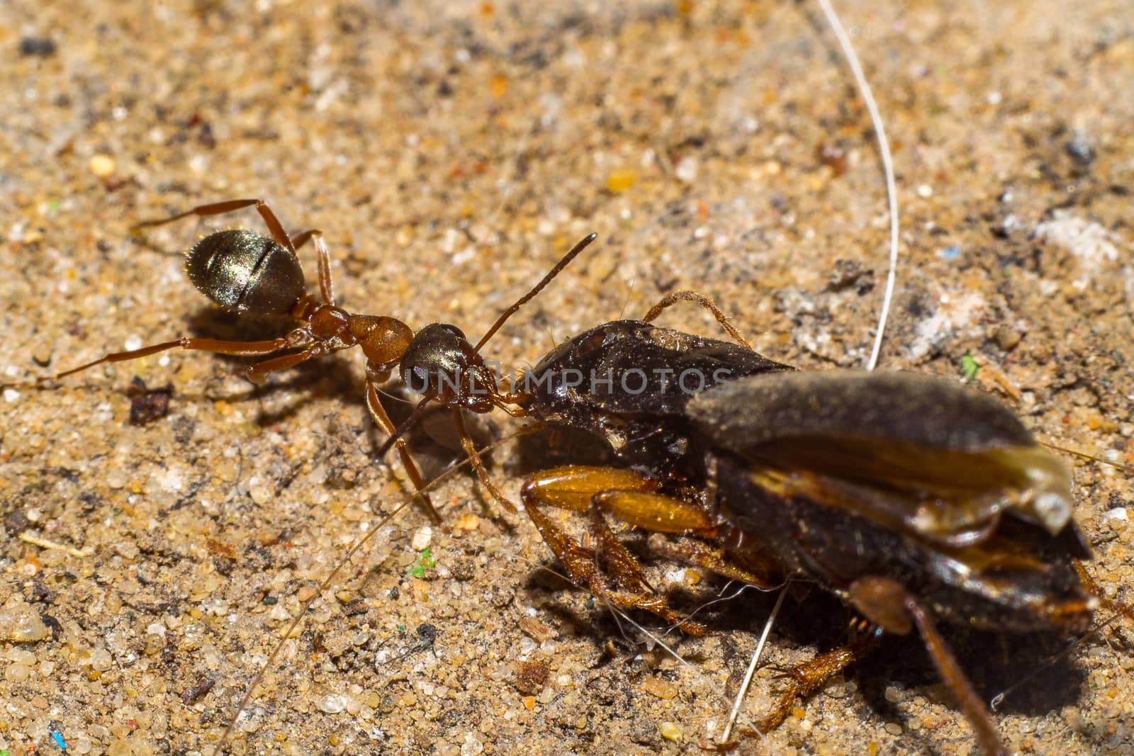 ant dragging beetle macro picture of a worker ant