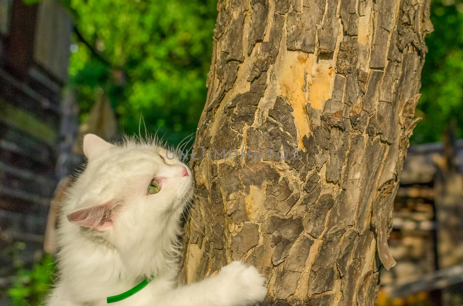the cat is crawling on a tree a white cat wild cats in nature