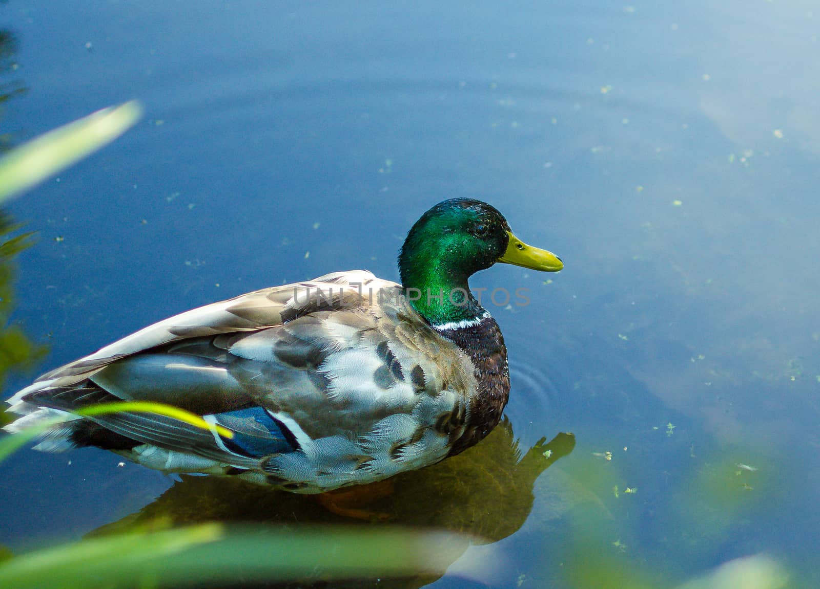 duck on lake with ducks in the Park