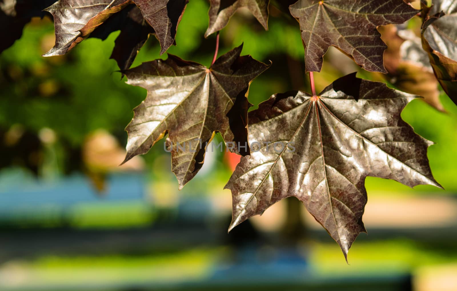 black leaves maple nature Park vacation leaf