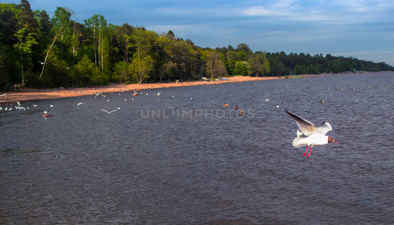 a lot of seagulls over the sea Gulf of Finland Saint-Petersburg