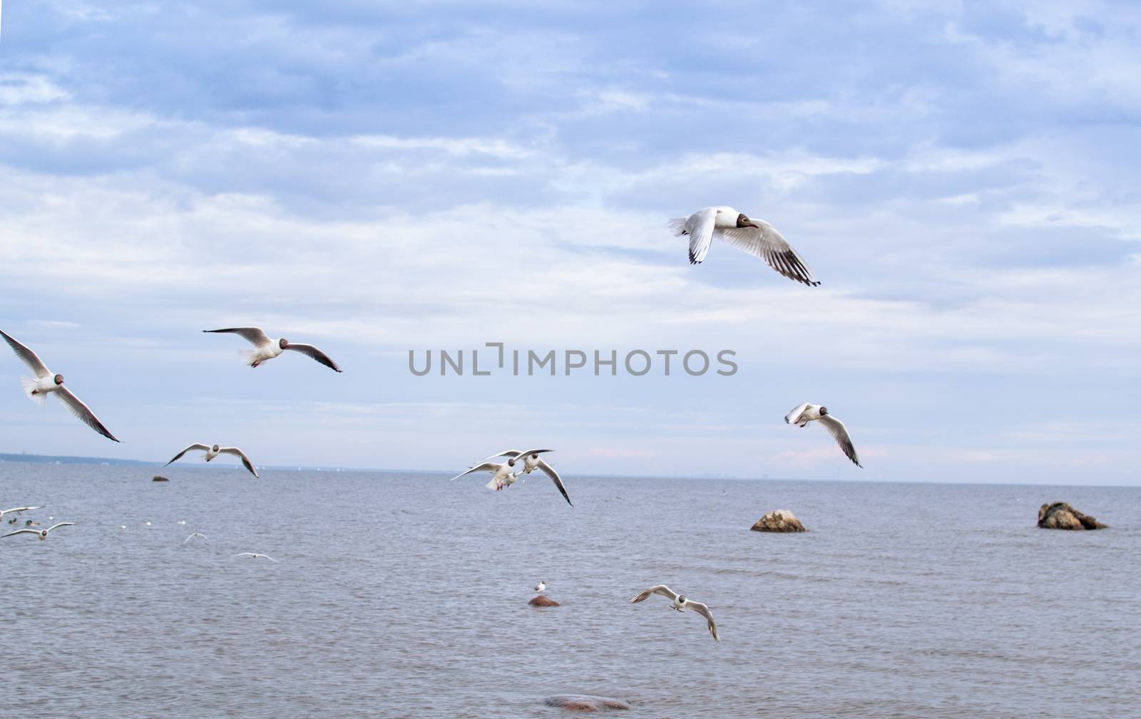 a lot of seagulls over the sea Gulf of Finland Saint-Petersburg