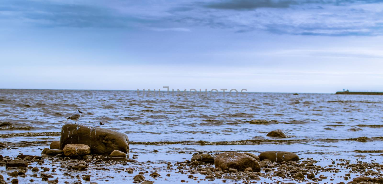 a lot of seagulls over the sea Gulf of Finland Saint-Petersburg