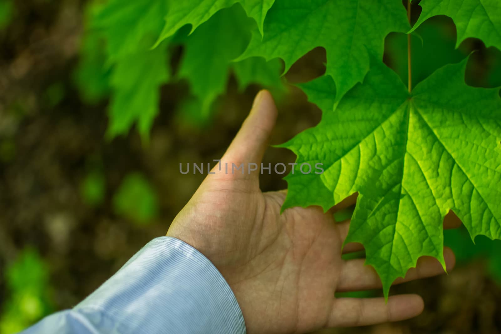 the human hand and leaf maple leaf green