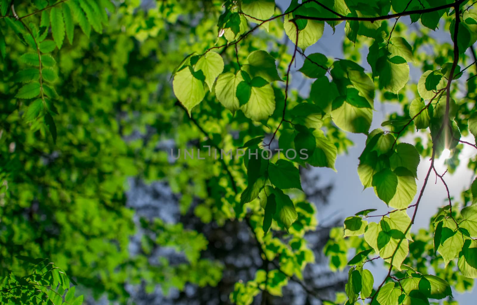 autumn colorful leaves of the trees by darksoul72