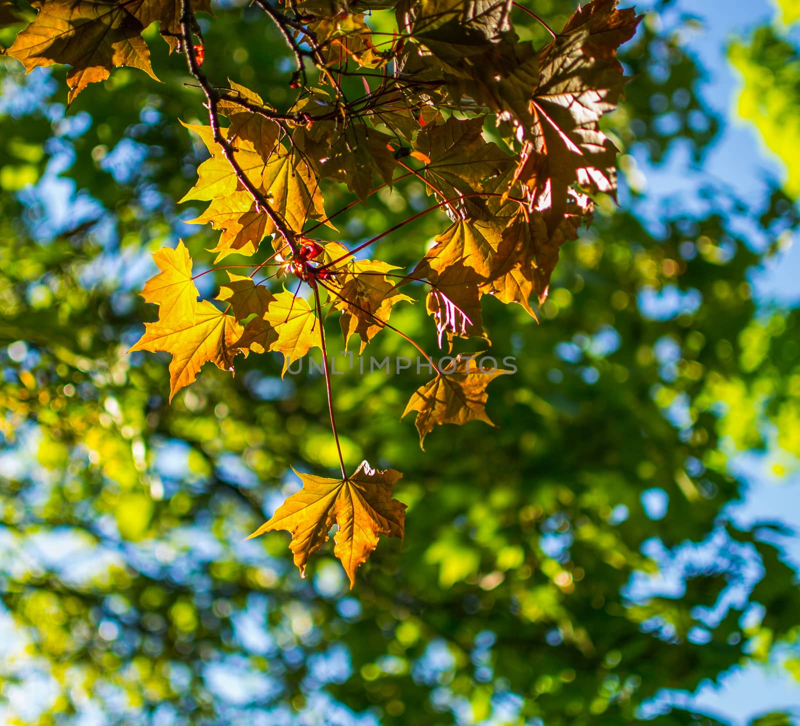 autumn colored leaves Park looking up into the sky