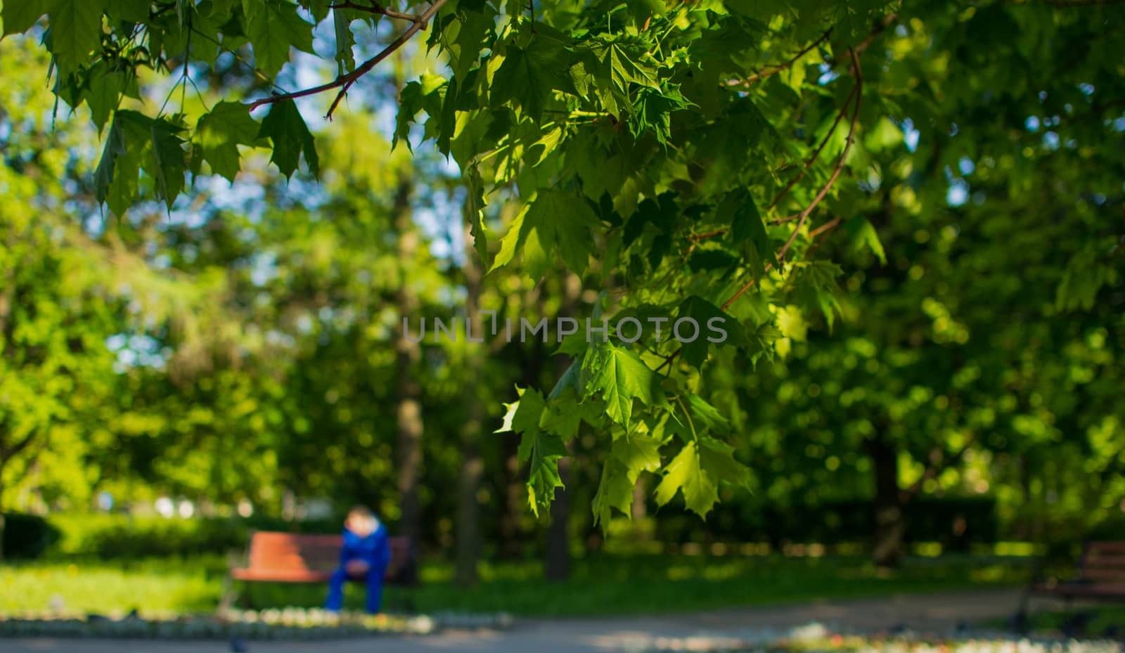 autumn colorful leaves of the trees by darksoul72