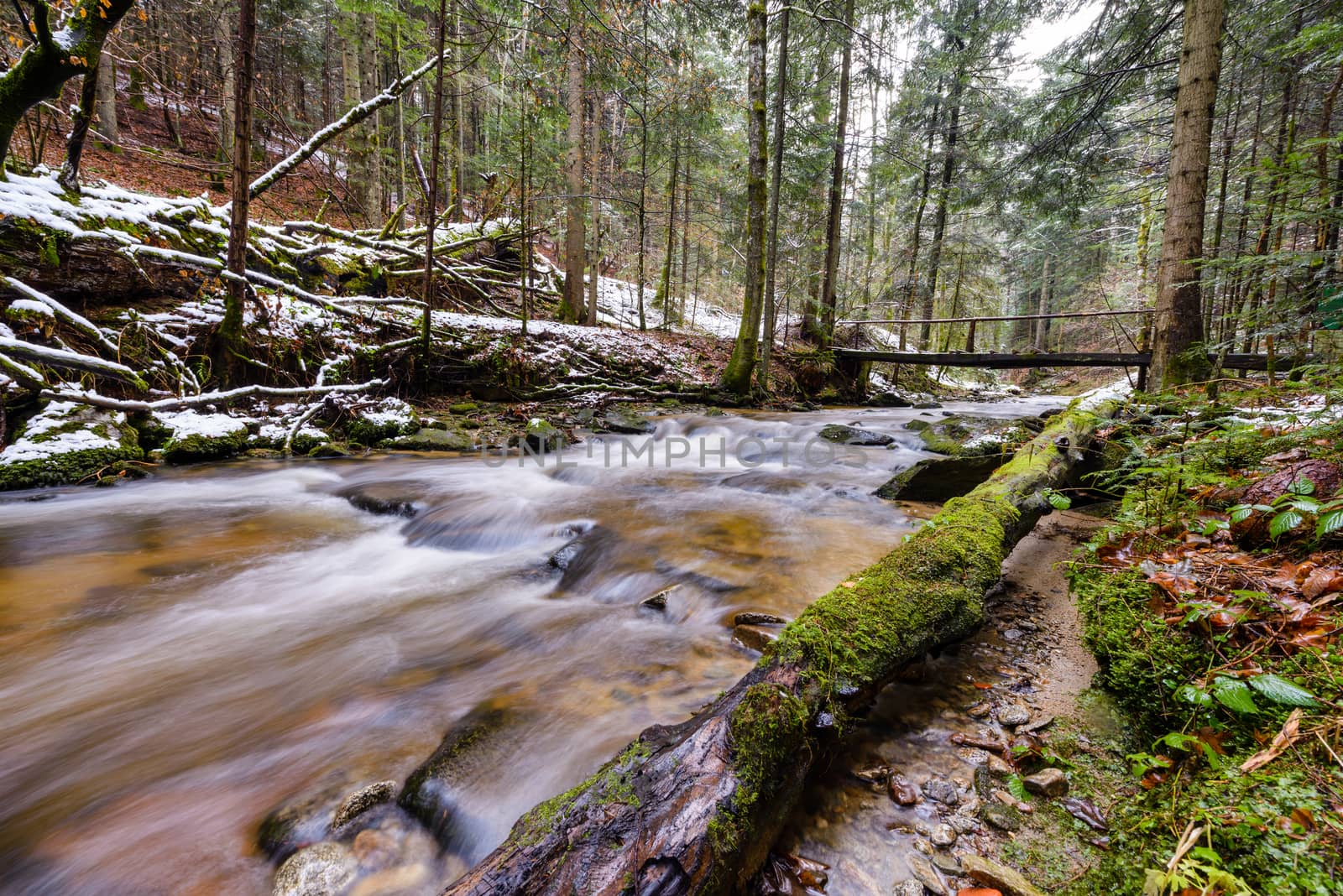 Large fallen trunk of spruce, fir in the woods, mountain river, stream, creek with rapids in late autumn, early winter with snow, vintgar gorge, Slovenia by asafaric