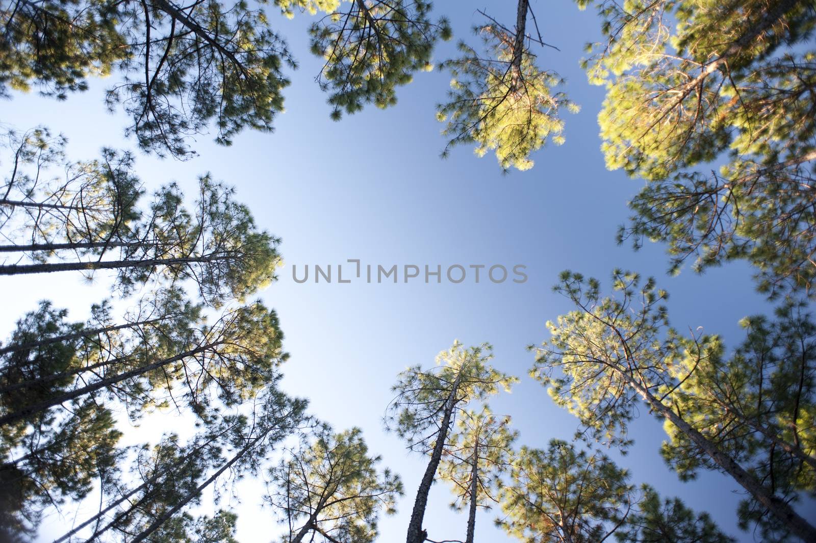 Frame of leafy green canopies on trees surrounding a clearing in a forestry plantation against a clear sunny blue summer sky with copy space