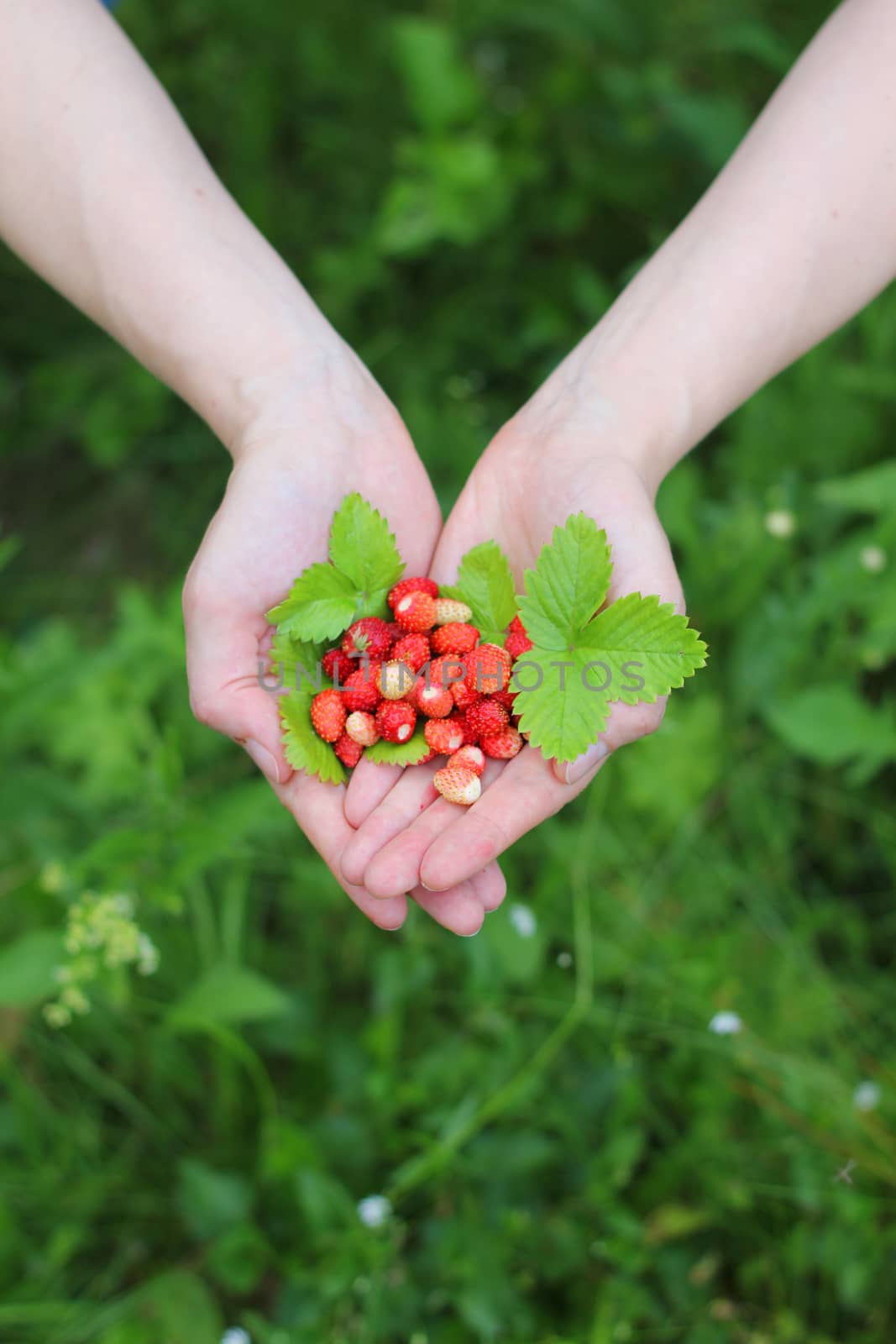 Fresh wild strawberry in hands over green grass background