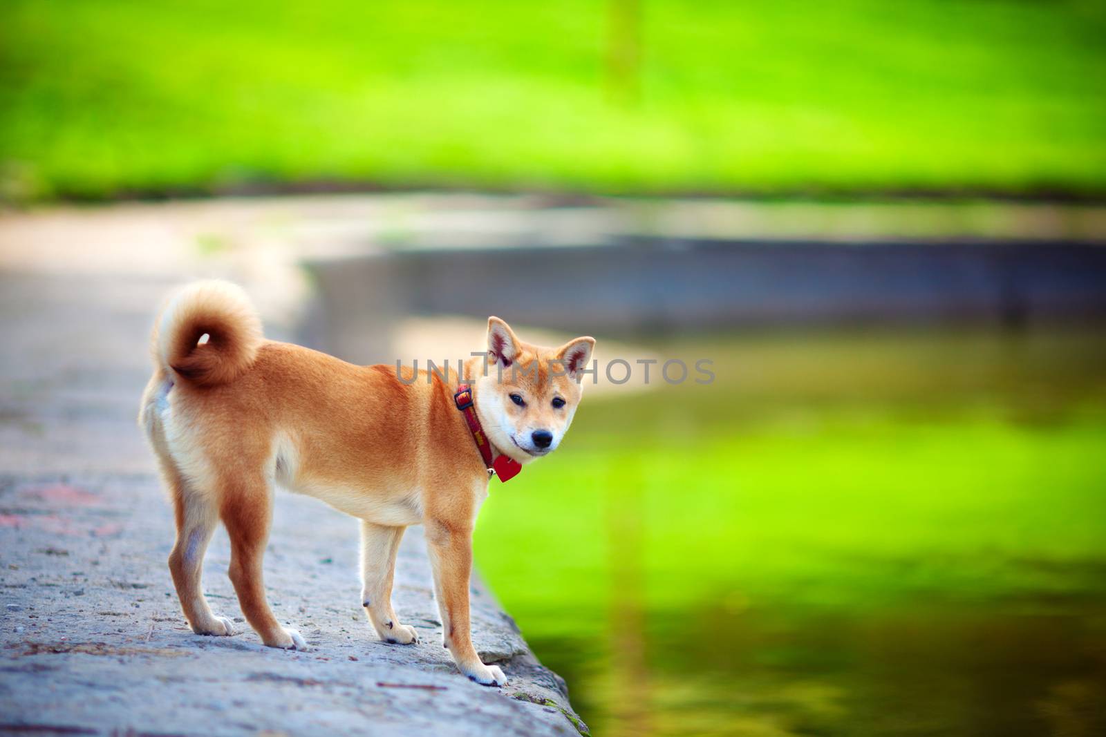 A young shiba inu in green garden