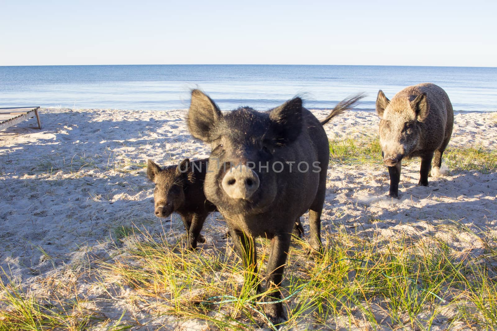 Wild pigs family walk on sea beach sands
