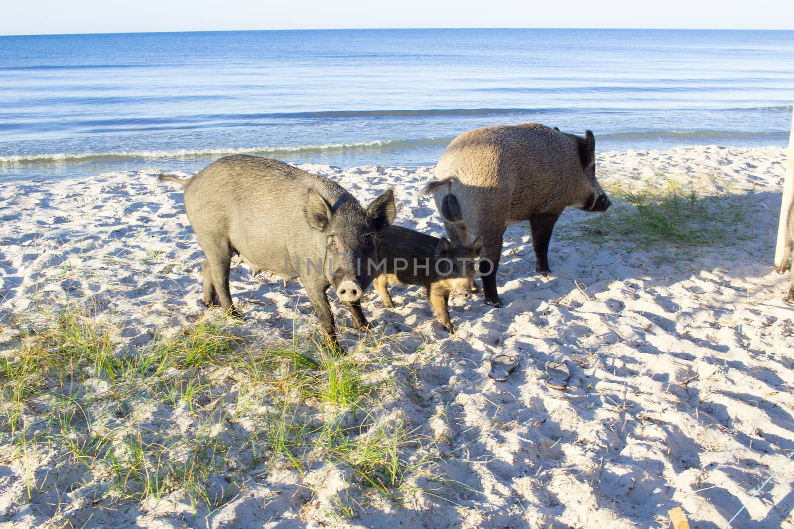 Wild pigs family walk on sea beach sands
