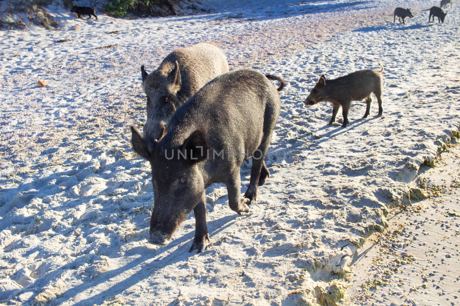 Wild pigs family walk on sea beach sands