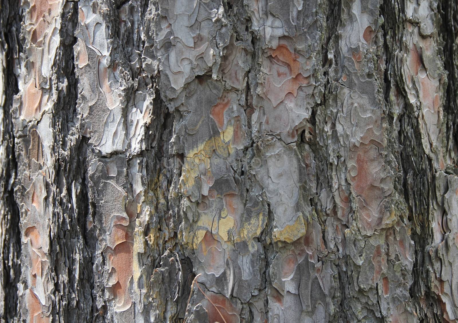Brown textured bark mountain pine