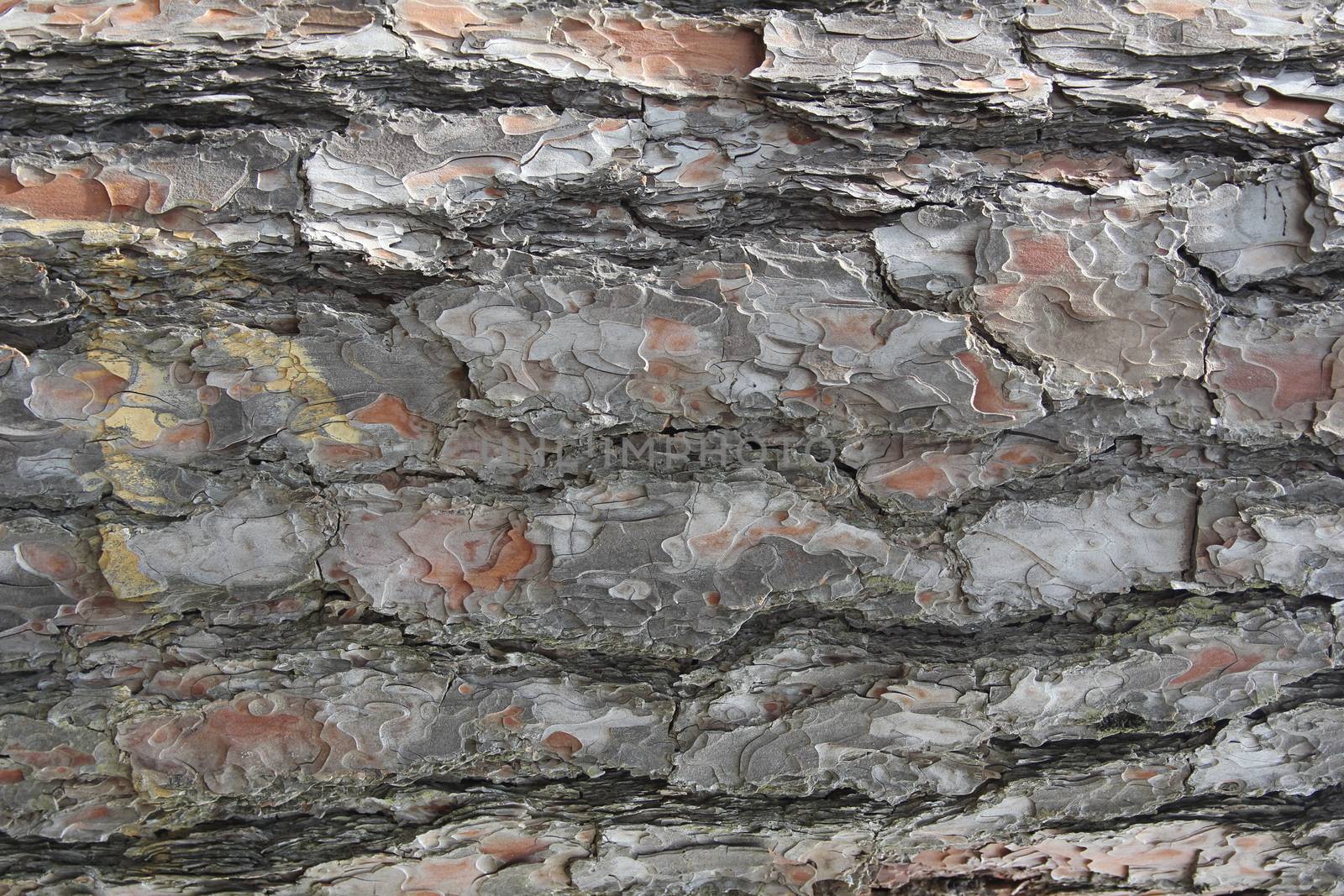 Brown textured bark mountain pine