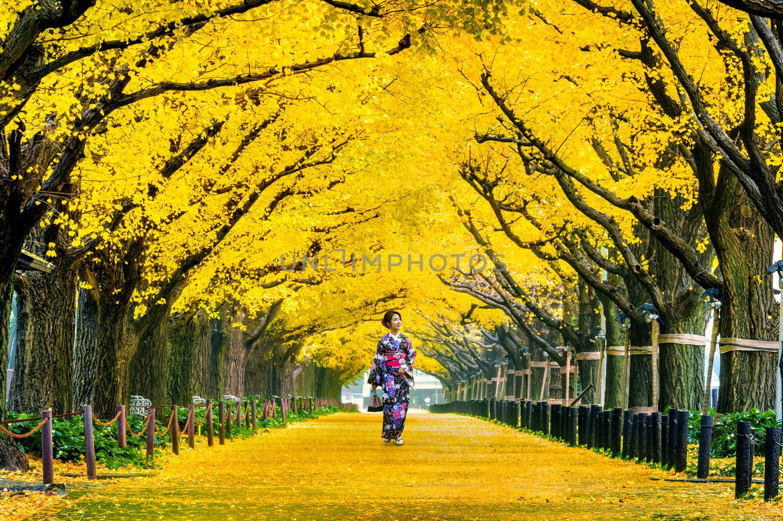 Beautiful girl wearing japanese traditional kimono at row of yellow ginkgo tree in autumn. Autumn park in Tokyo, Japan. by gutarphotoghaphy