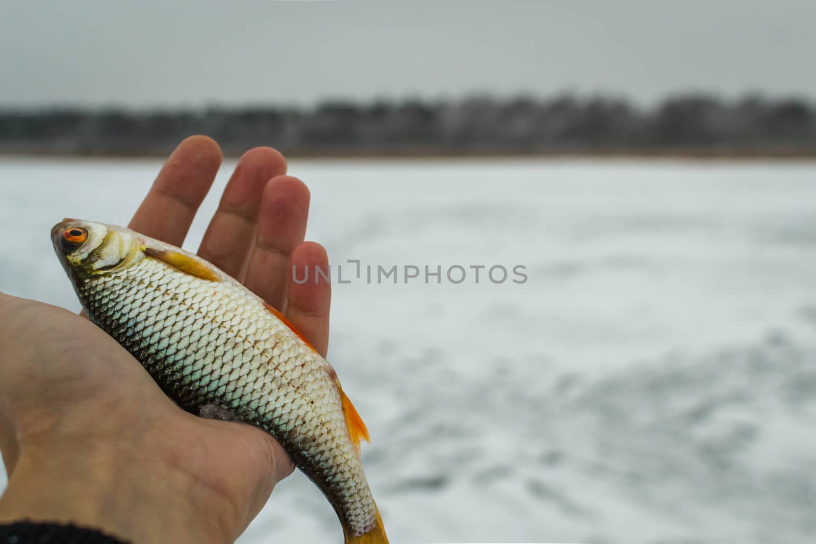 fresh raw fish fishing nature lake winter fishing