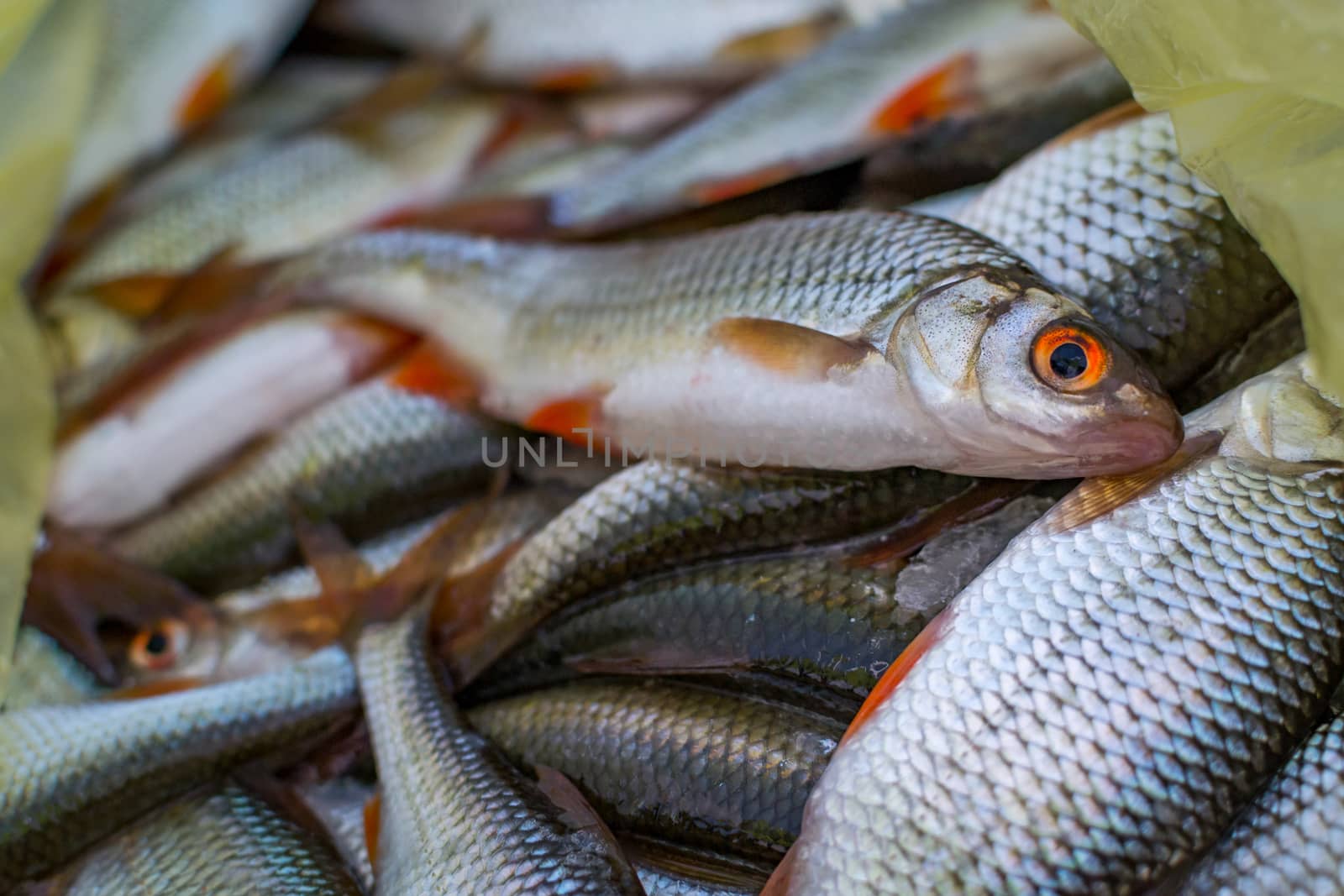 fresh raw fish fishing nature lake winter fishing