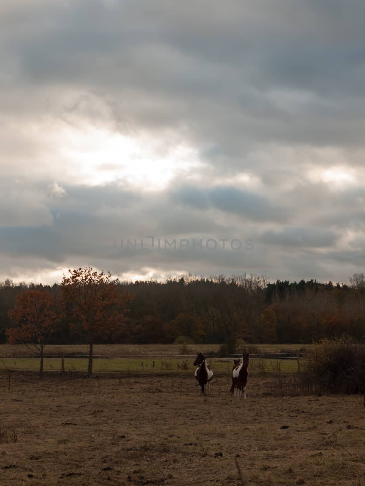 beautiful brown horses in field autumn weather stallions; essex; england; uk