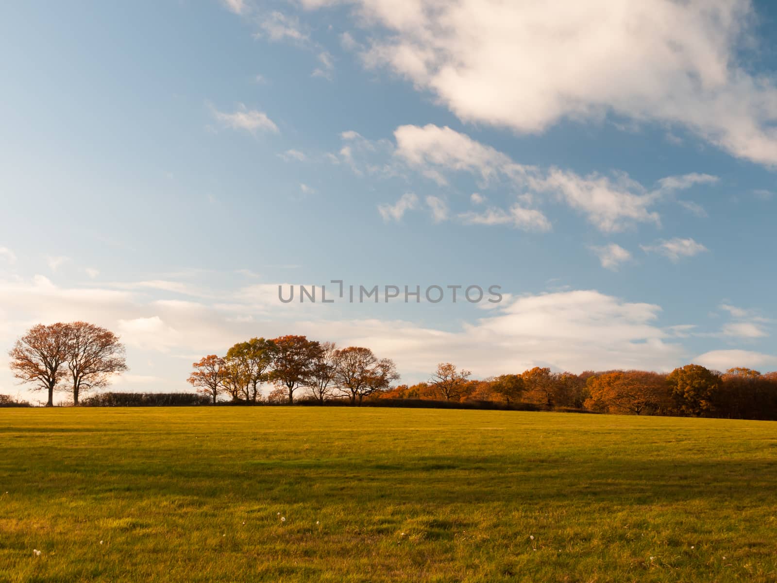 empty grass land country trees blue sky clouds landscape plain; essex; england; uk