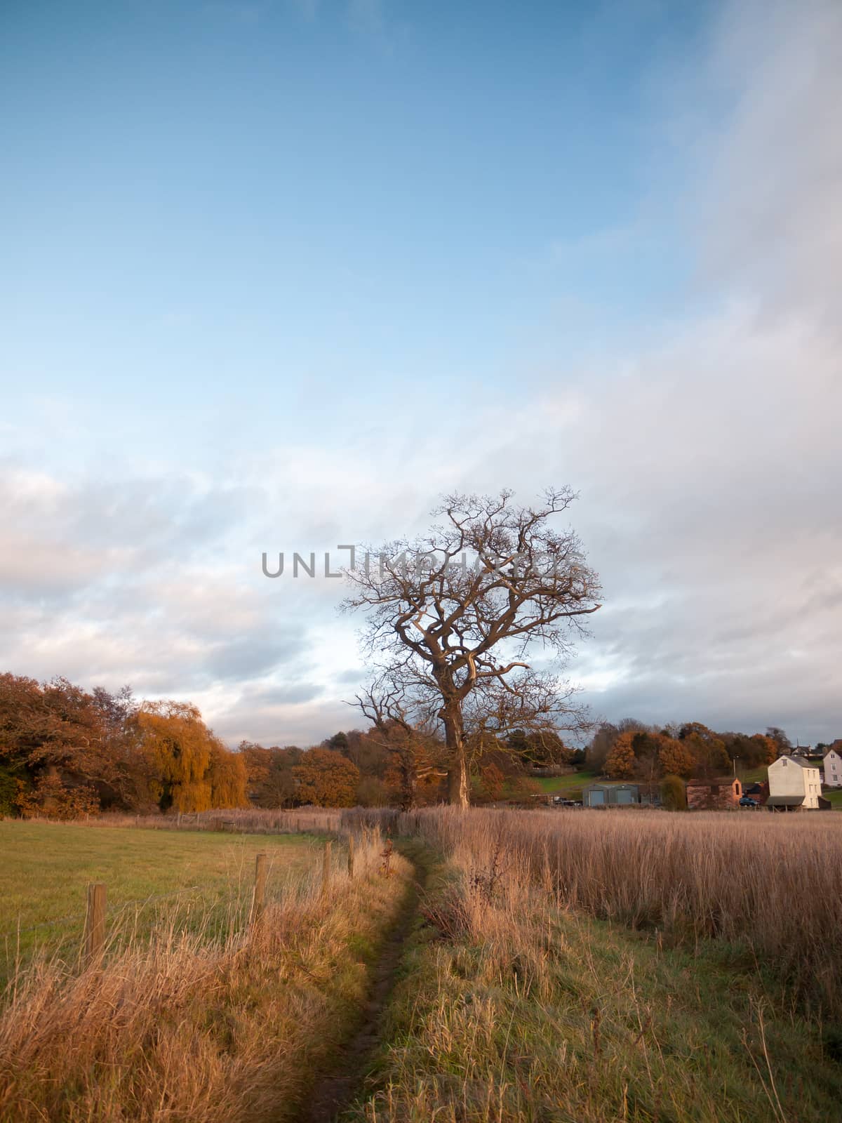 autumn bare branch trees landscape fall reeds golden reeds; essex; england; uk