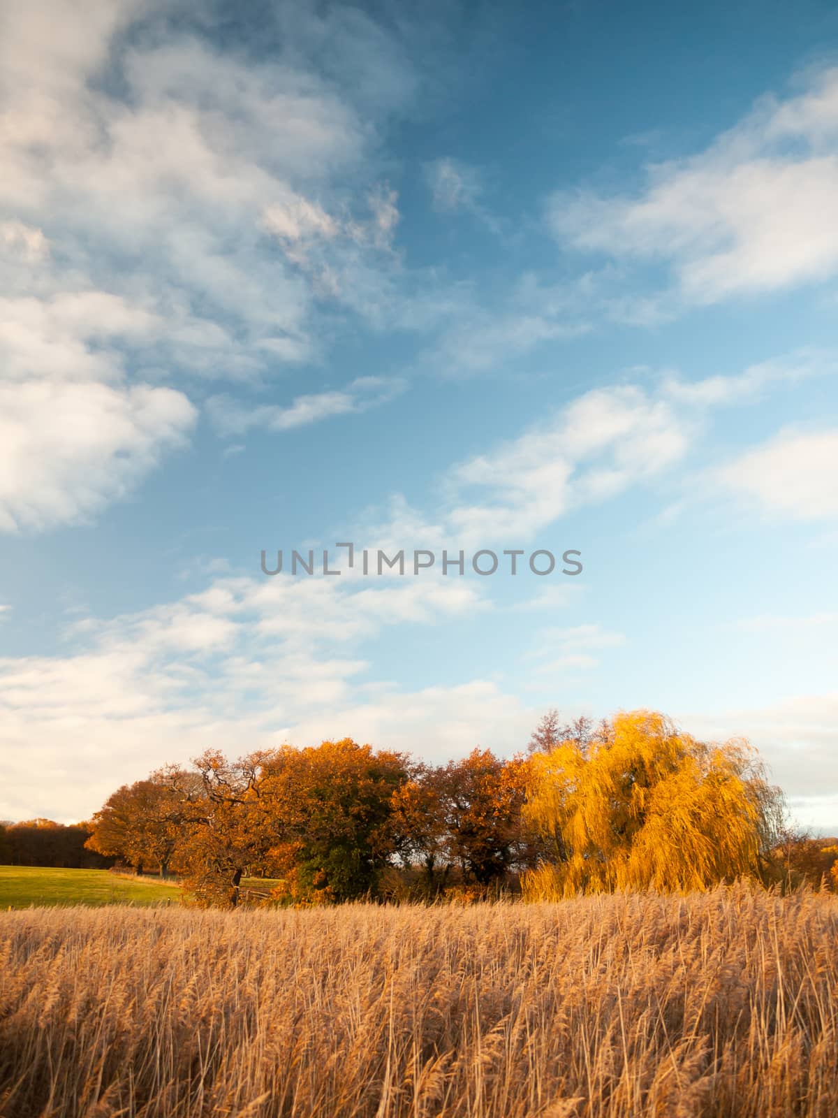 beautiful open landscape countryside space blue sky white clouds autumn; essex; england; uk