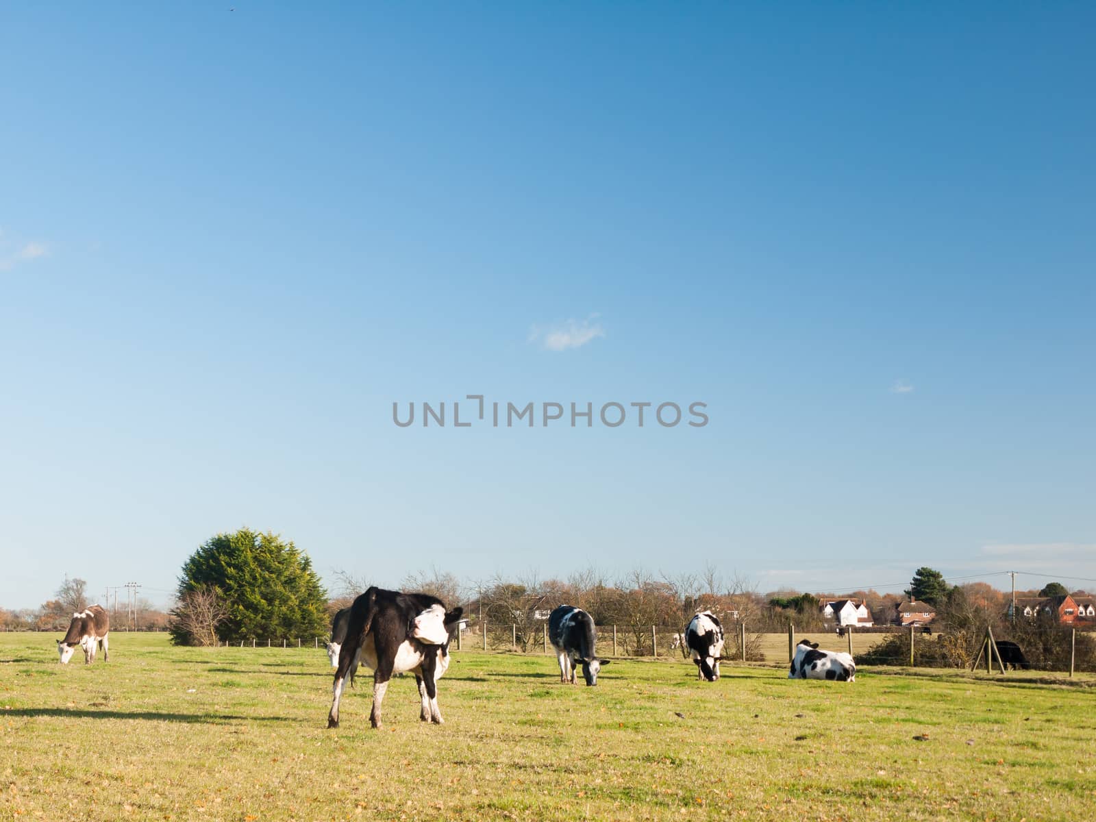 grazing black and white dairy farm cows grassland green blue sky by callumrc