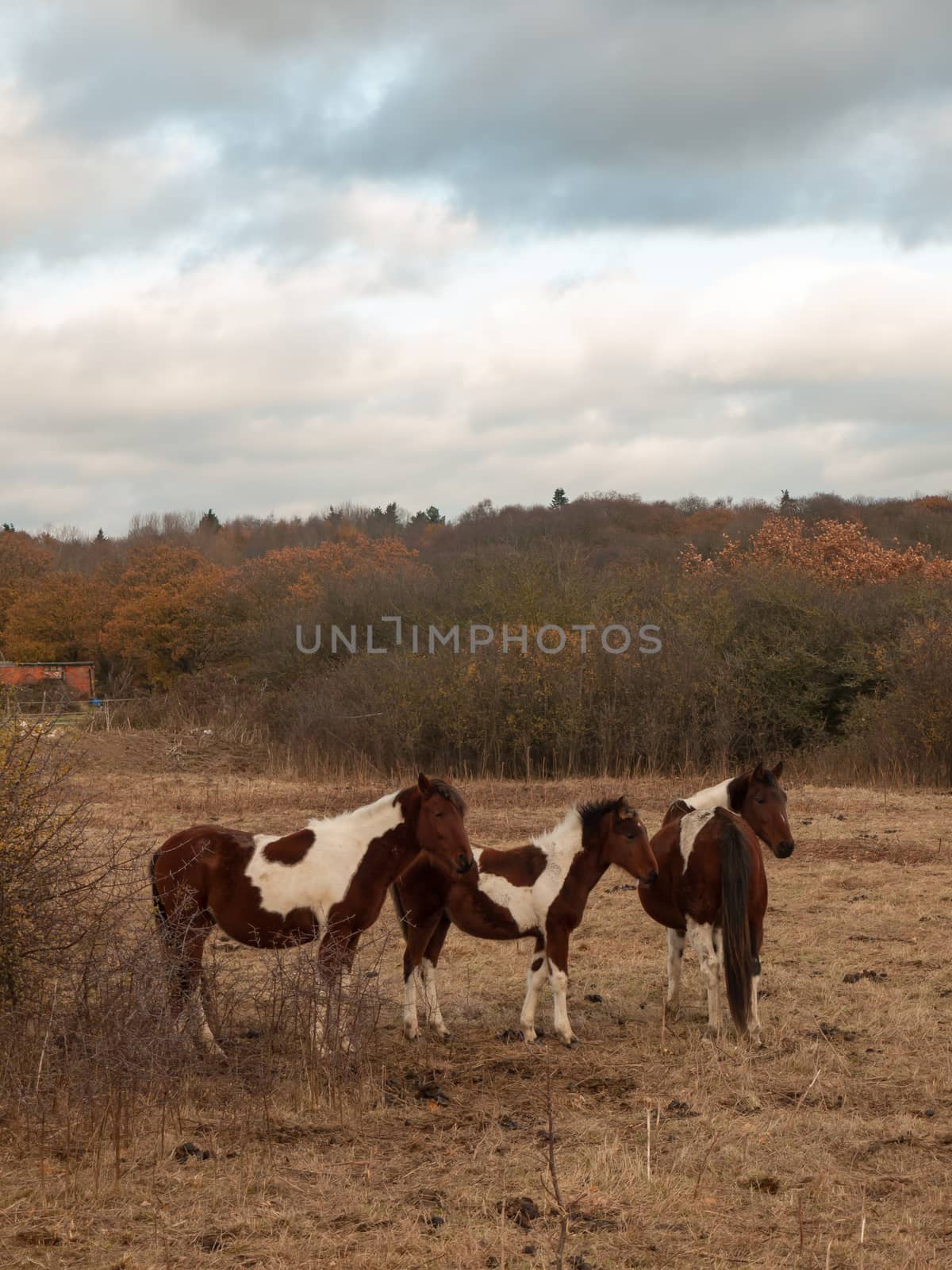 beautiful brown horses in field autumn weather stallions; essex; england; uk