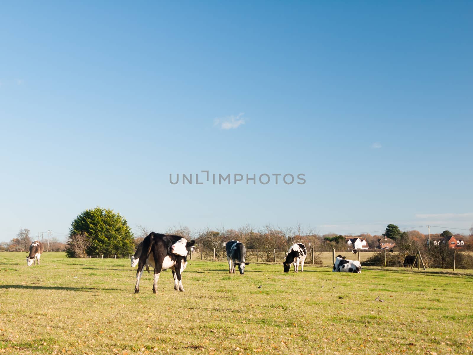 grazing black and white dairy farm cows grassland green blue sky by callumrc