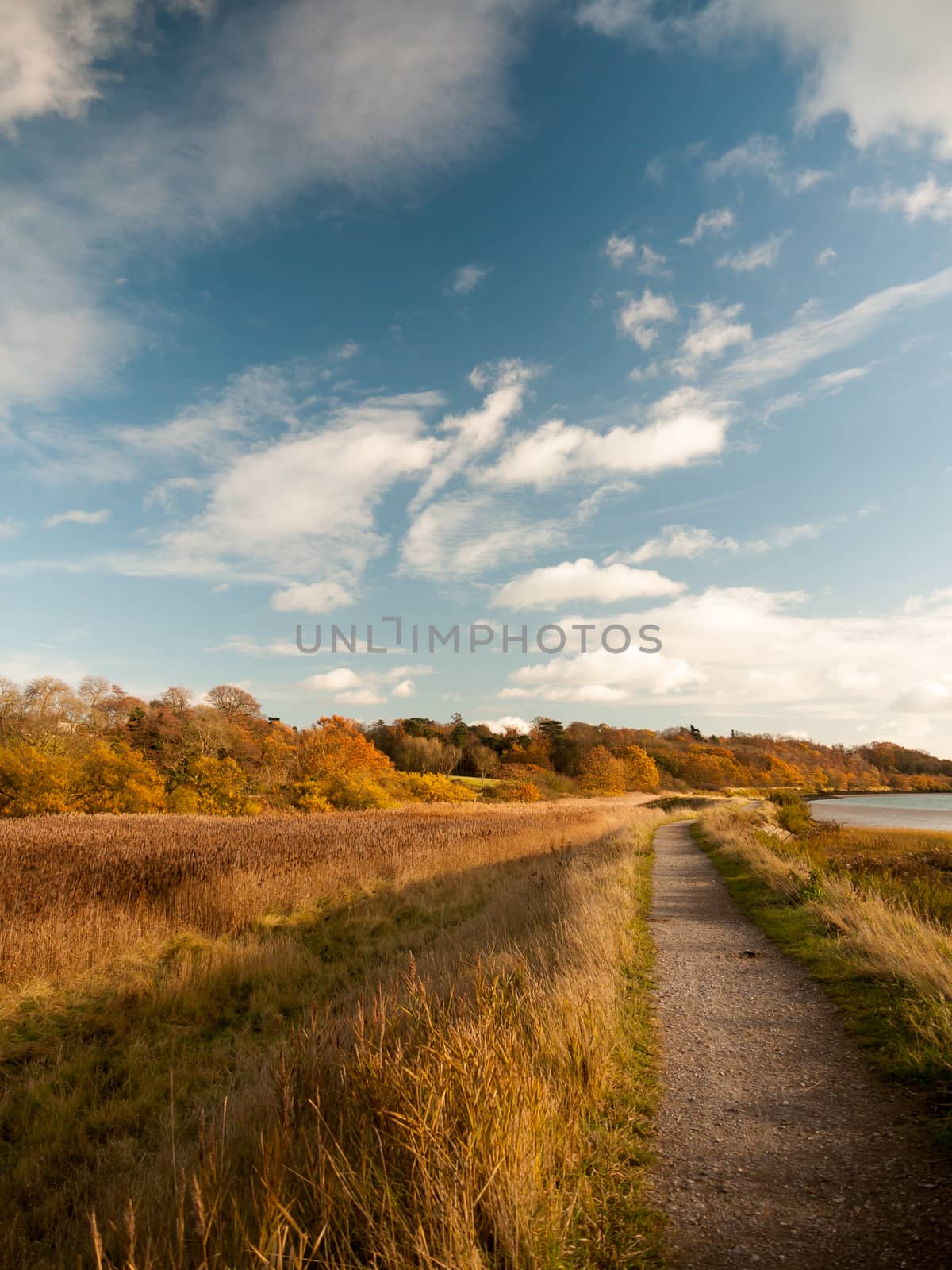 outside sunny plain grass land reeds walkway through country sky by callumrc