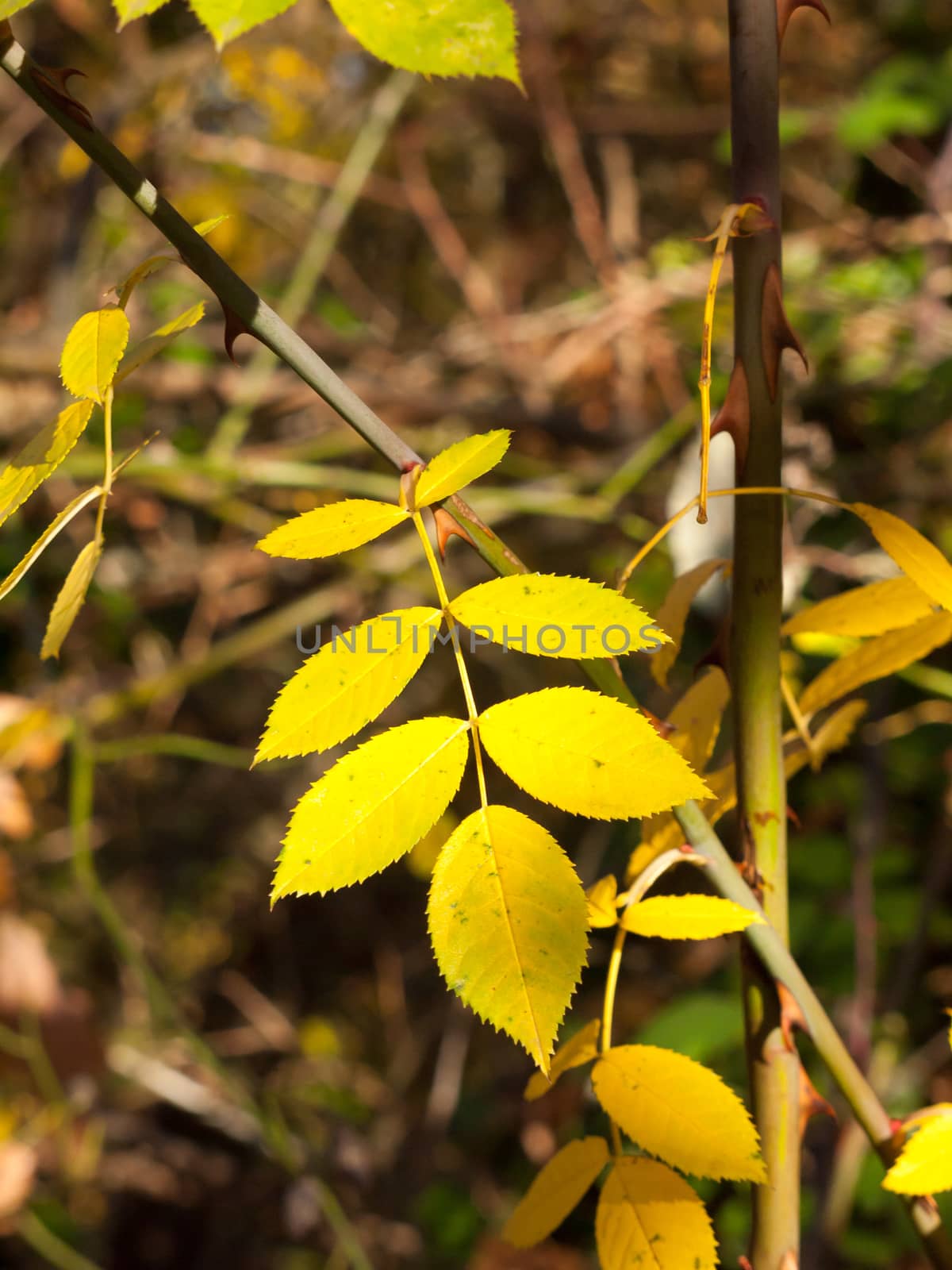 stunning bunch of light lit yellow autumn fall leaves pretty by callumrc