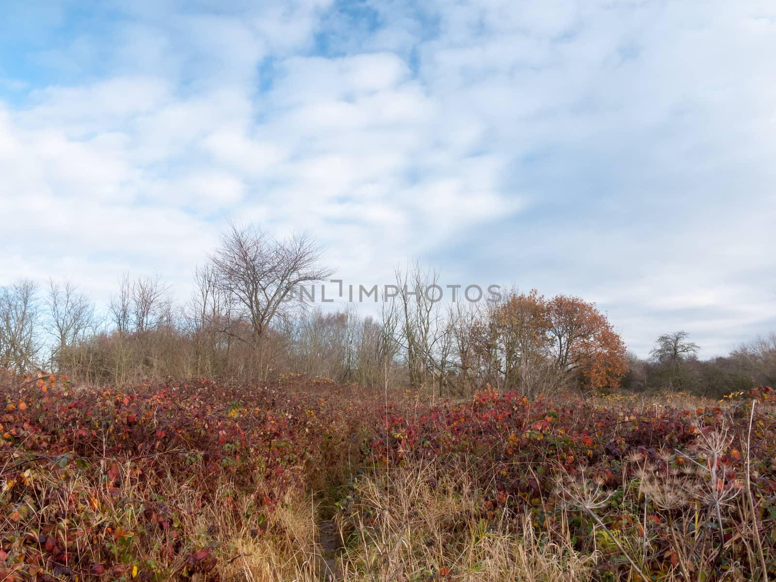 red dead autumn leaves shrub land meadow country nature sky tree by callumrc