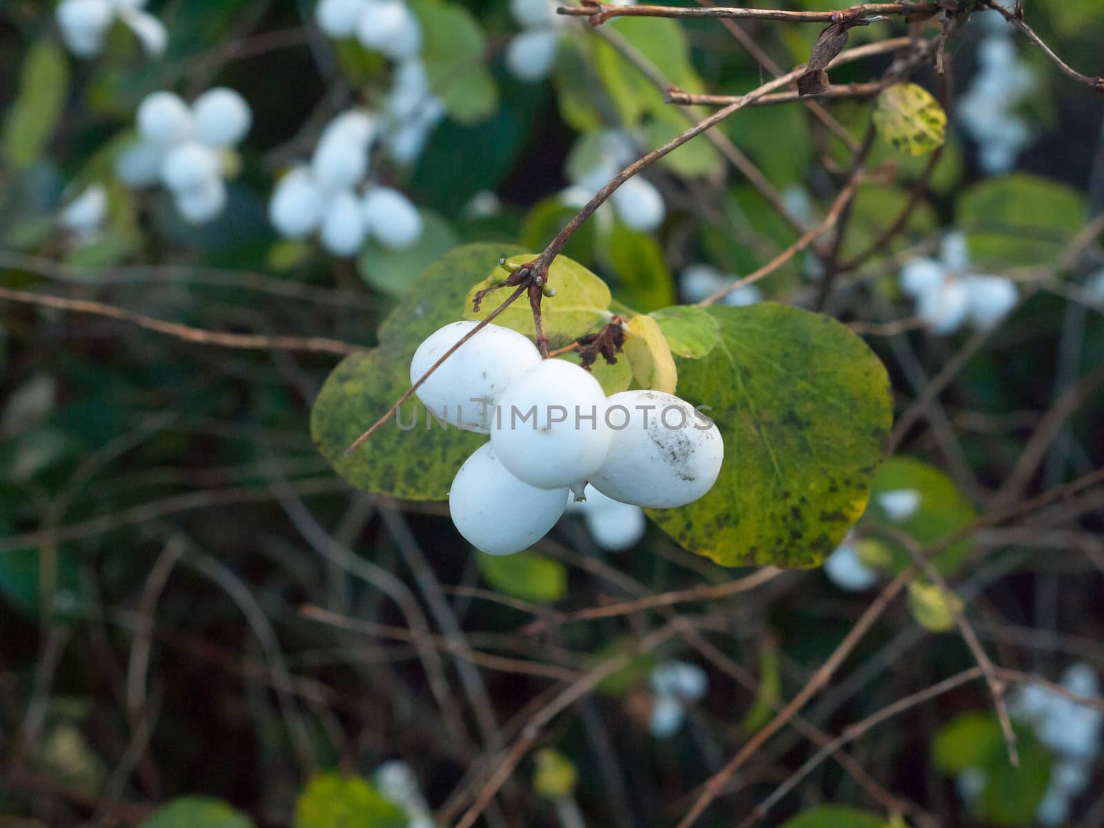 Symphoricarpos albus, snowberry white berries shrub background autumn winter close up; essex; england; uk