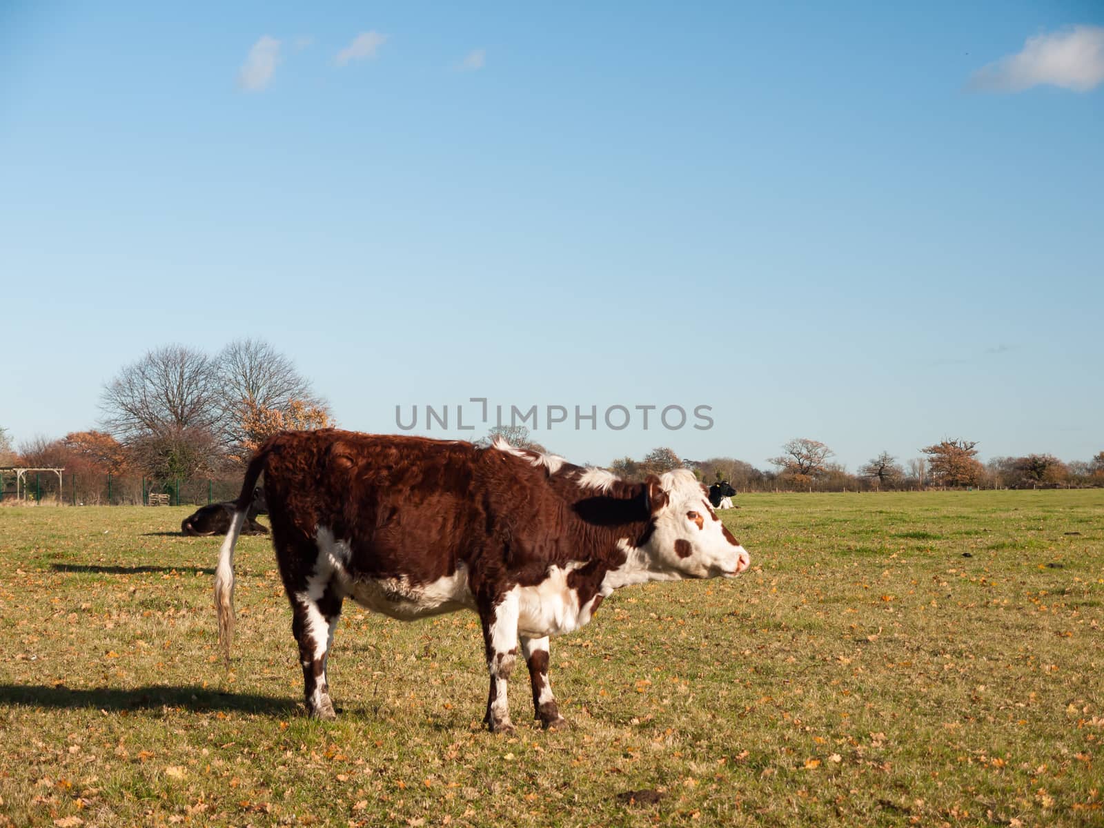 brown and white cow close up sign view green grass land diary by callumrc