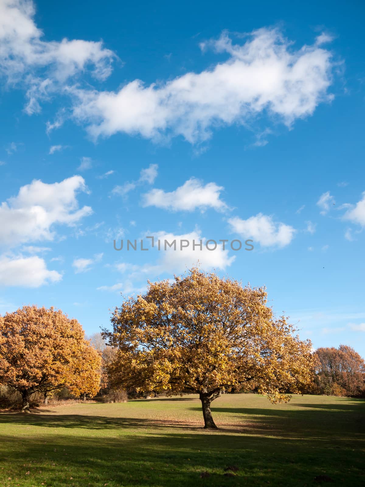 autumn tree landscape grass empty plain land sky blue by callumrc