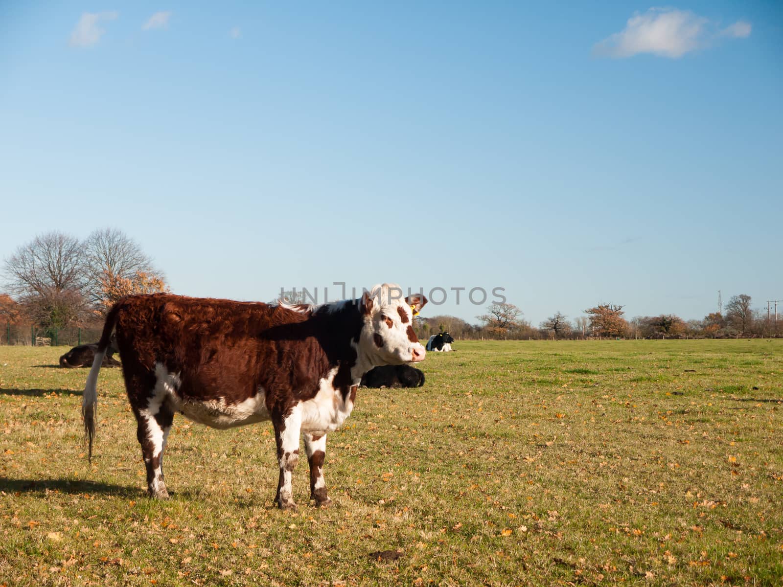 brown and white cow close up sign view green grass land diary by callumrc