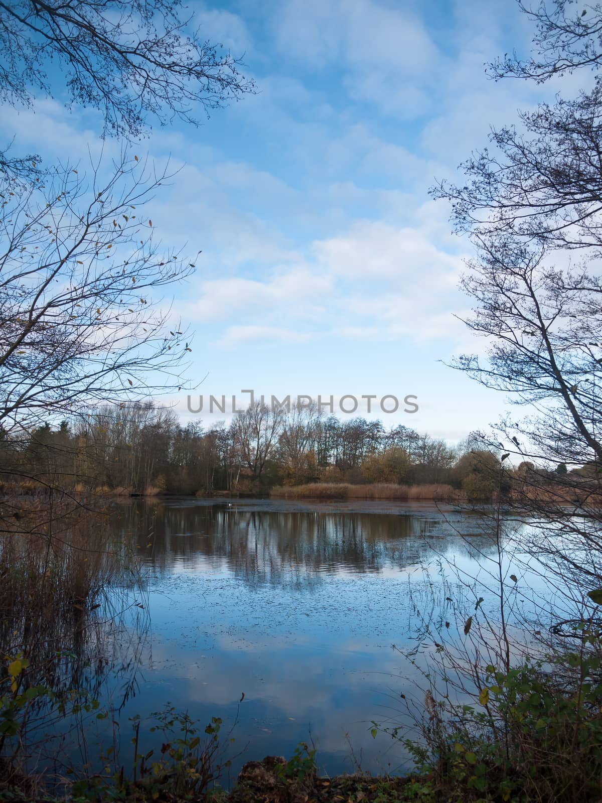 beautiful cold lake scene autumn branches water surface reflections trees; essex; england; uk