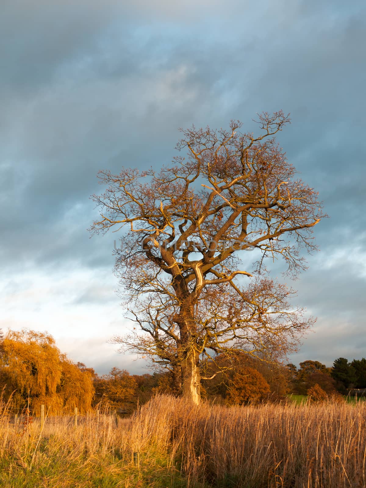 autumn bare tree trunk branches no leaves fall landscape country; essex; england; uk