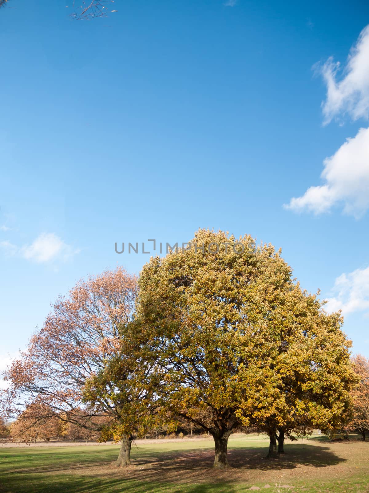 autumn tree landscape grass empty plain land sky blue; essex; england; uk