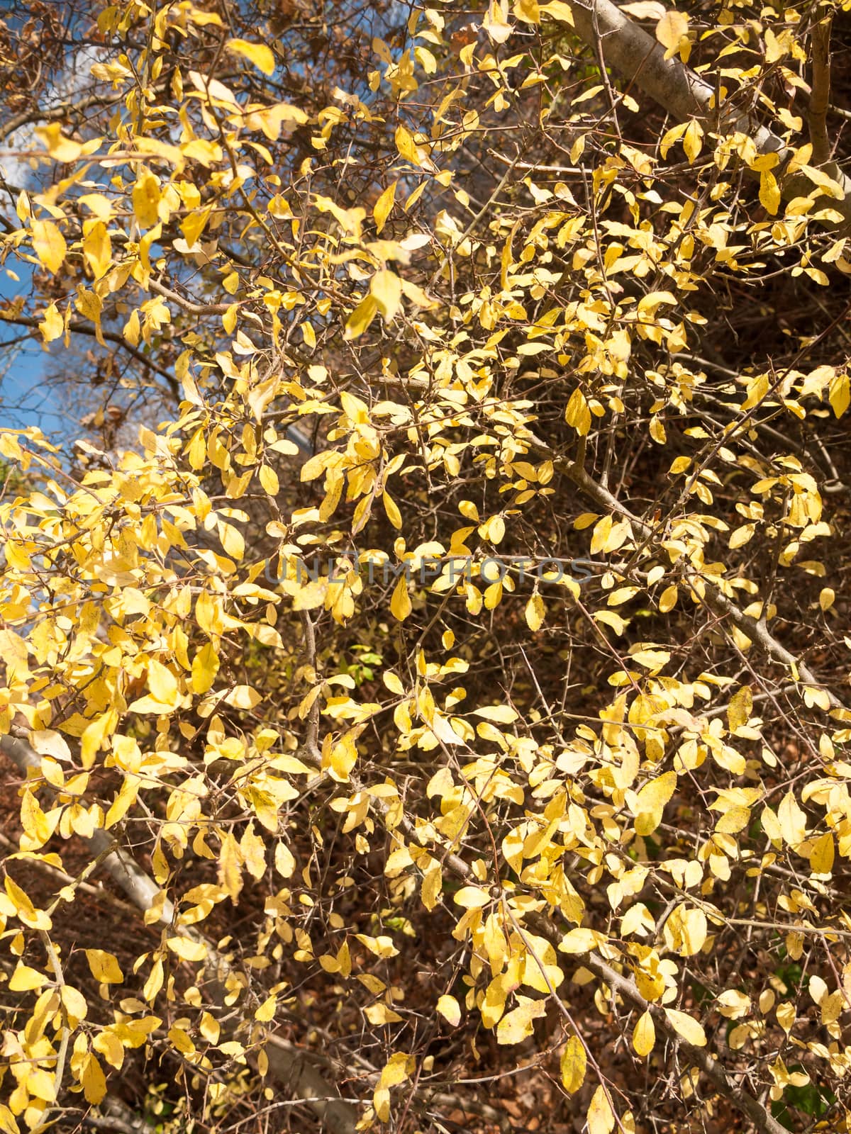 yellow autumn leaves countryside background branches leaf by callumrc