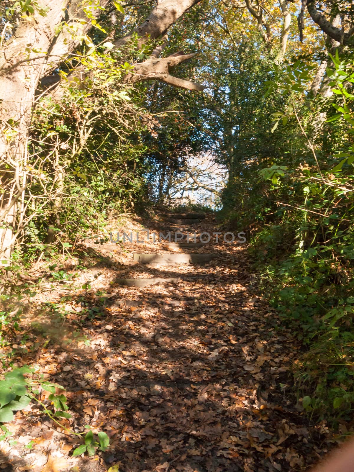 stunning autumn sunny trees walkway path leaves fall steps; essex; england; uk