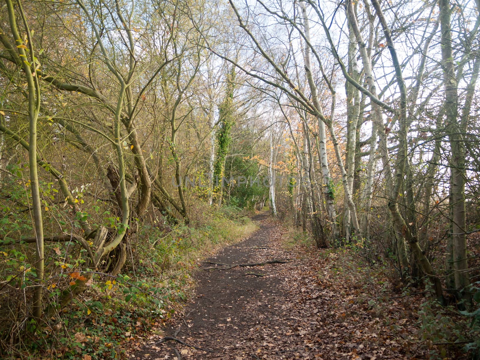 autumn empty floor walkway path no people bare branches; essex; england; uk